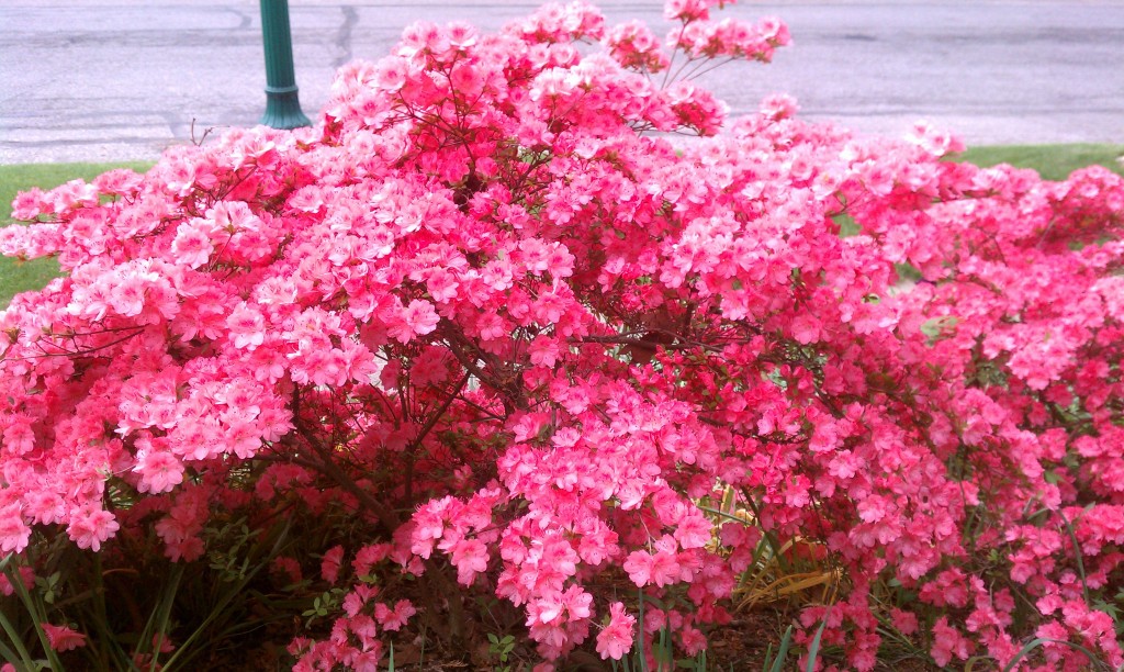 pretty petals