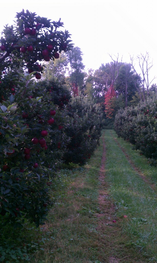 apple orchard