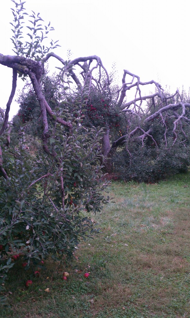 gnarly trees