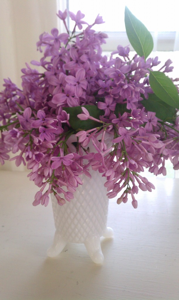 lilacs