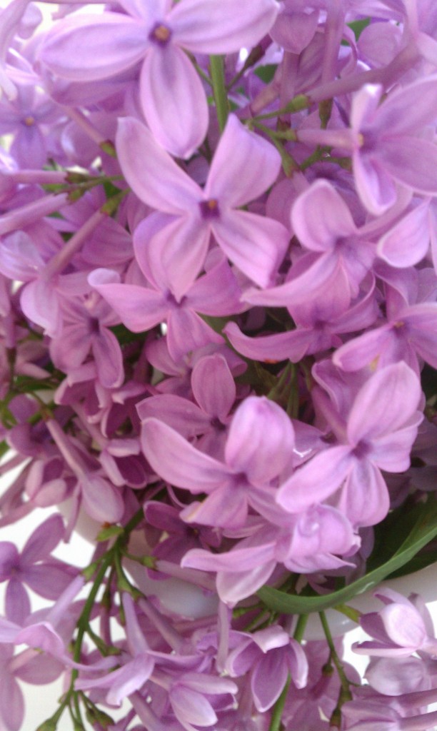 lilacs