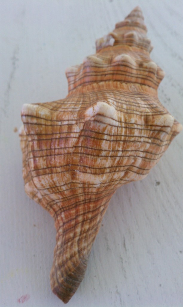 shell