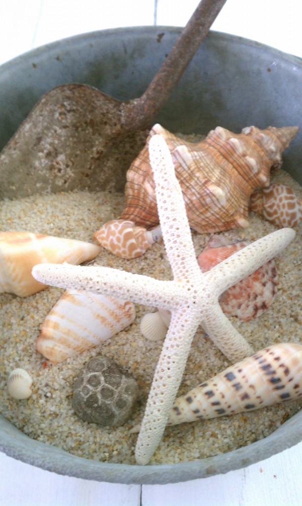 shells in bucket