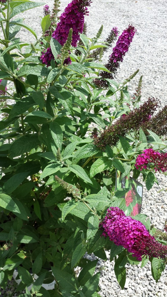 butterfly bush