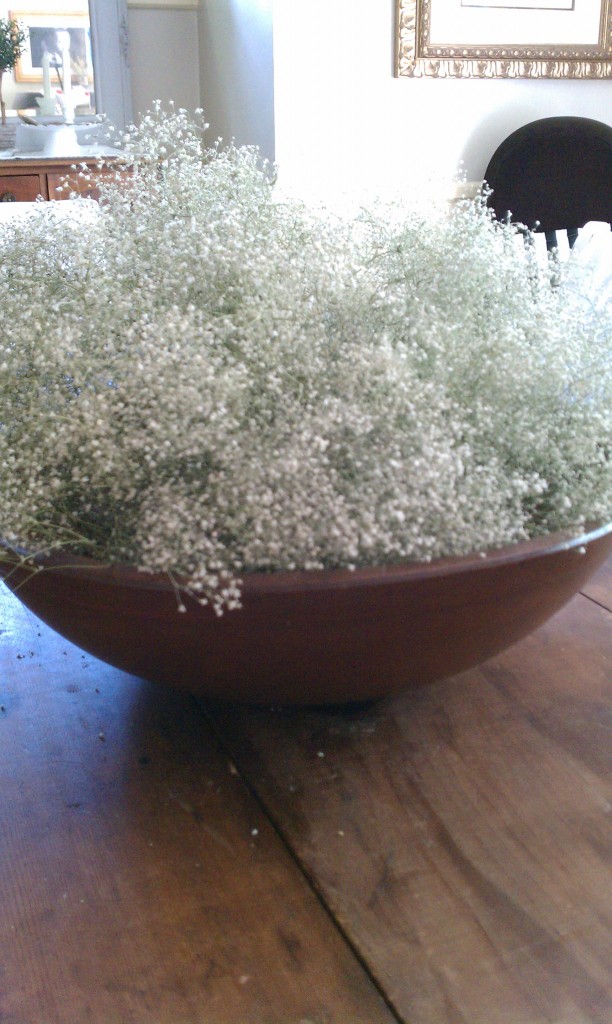 baby's breath