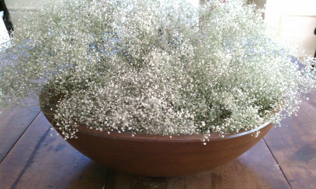 baby's breath