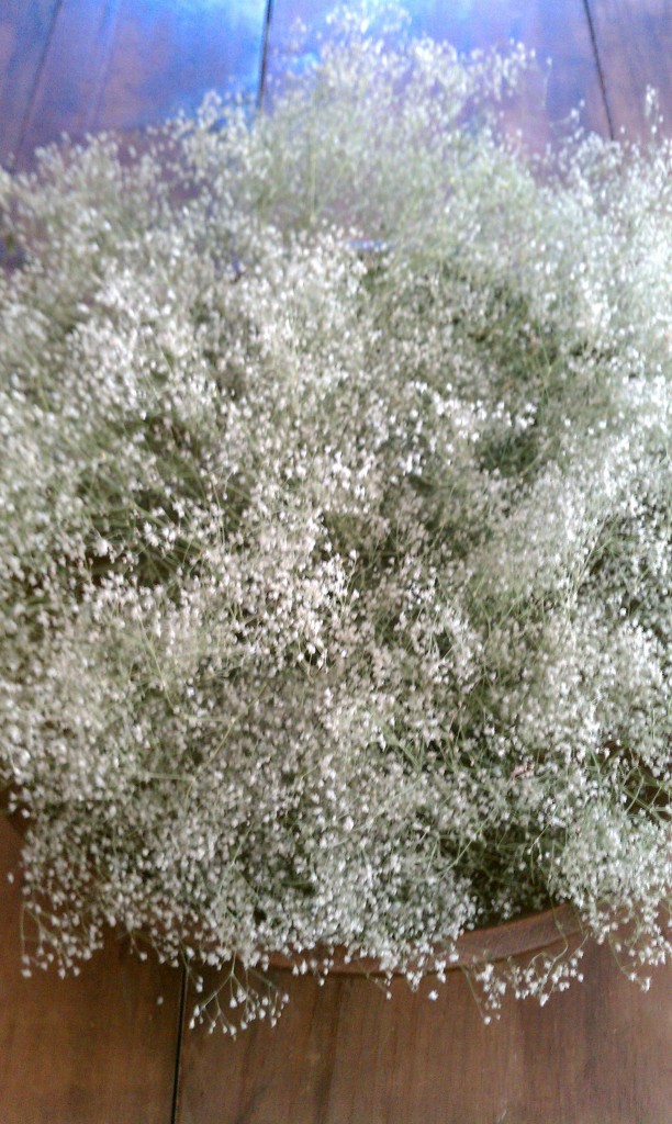 baby's breath