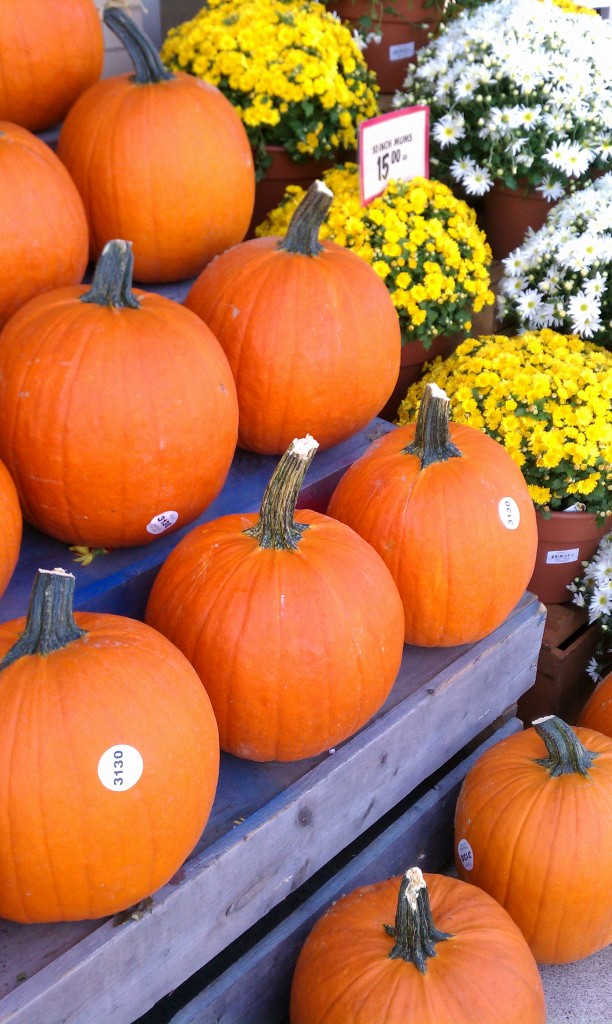 pumpkins & mums