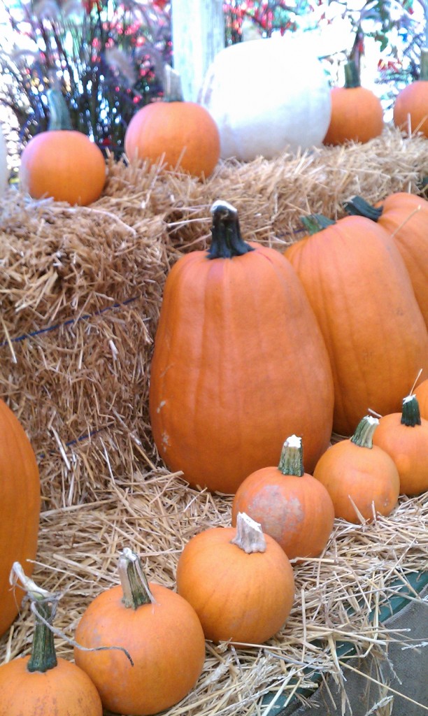 pumkins on hay bales