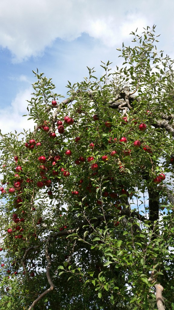 apple tree