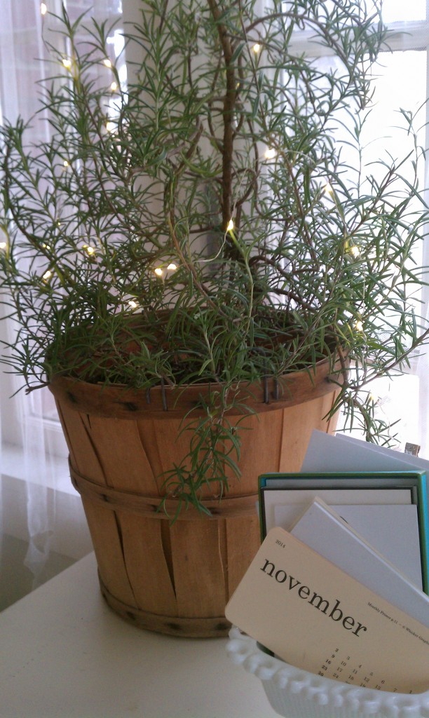 rosemary