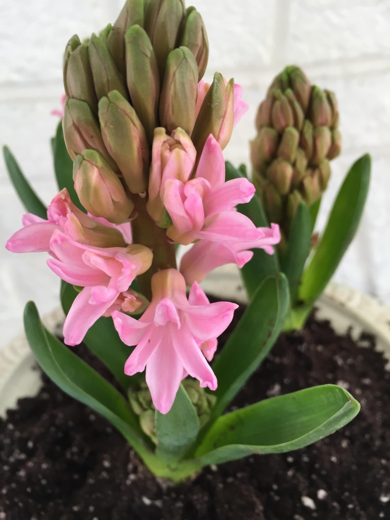 pink hyacinth