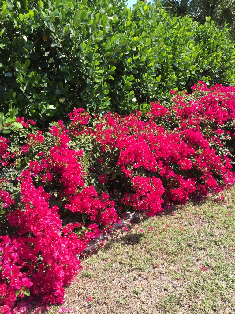 flowering hedgs