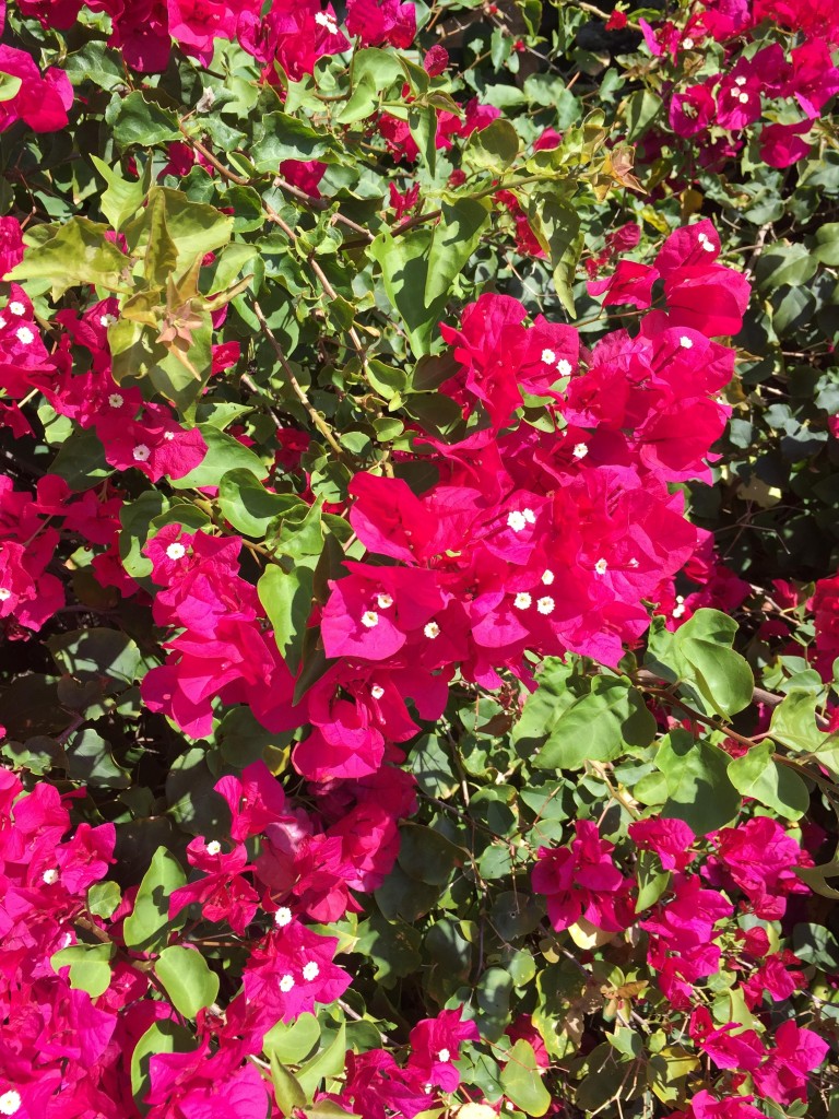 flowering vine