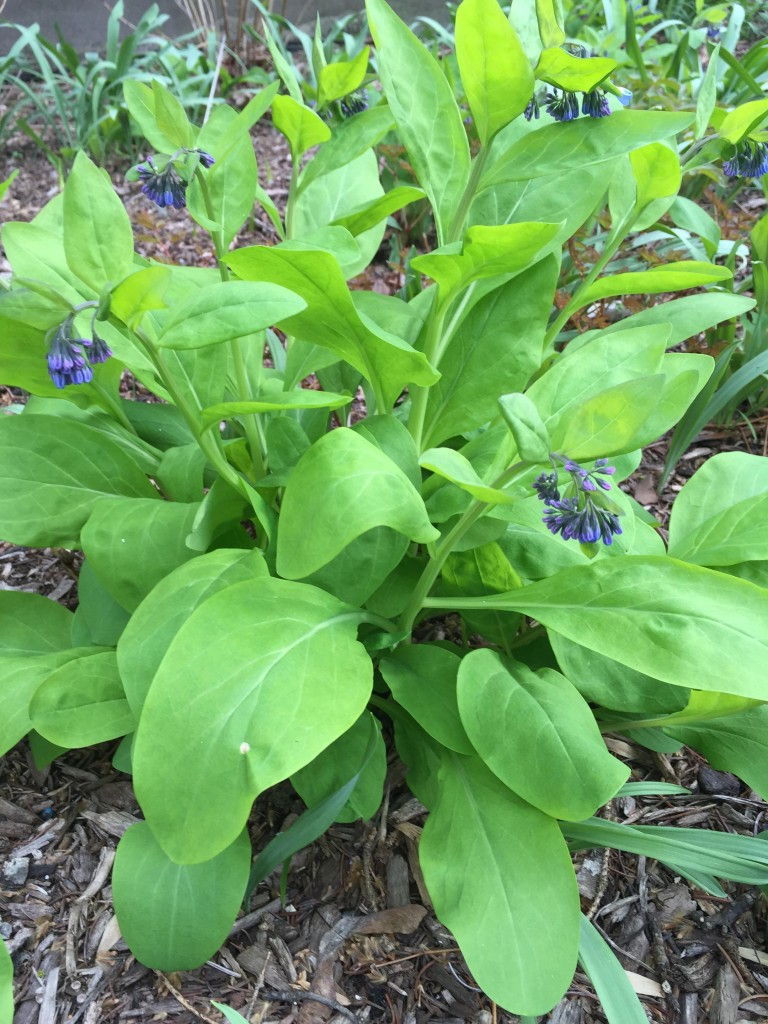 spring flowers