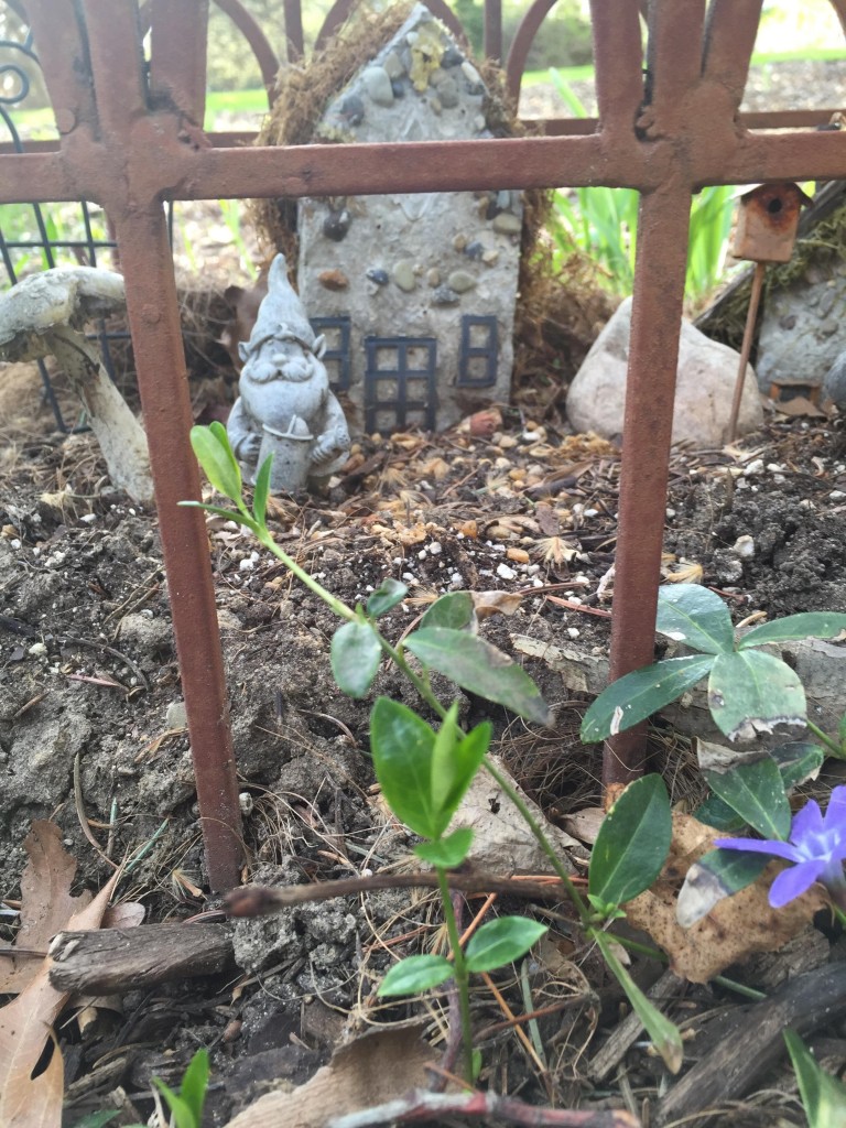 gnome garden