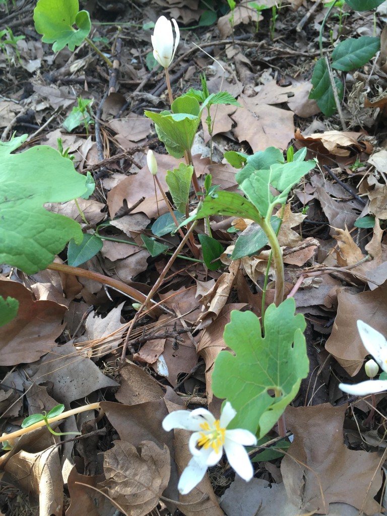 wild flowers