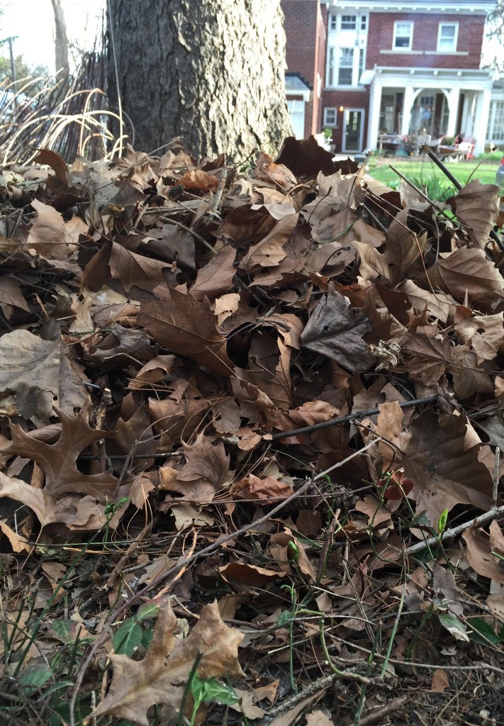 leaf pile