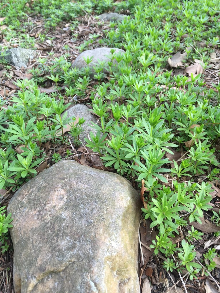 ground cover