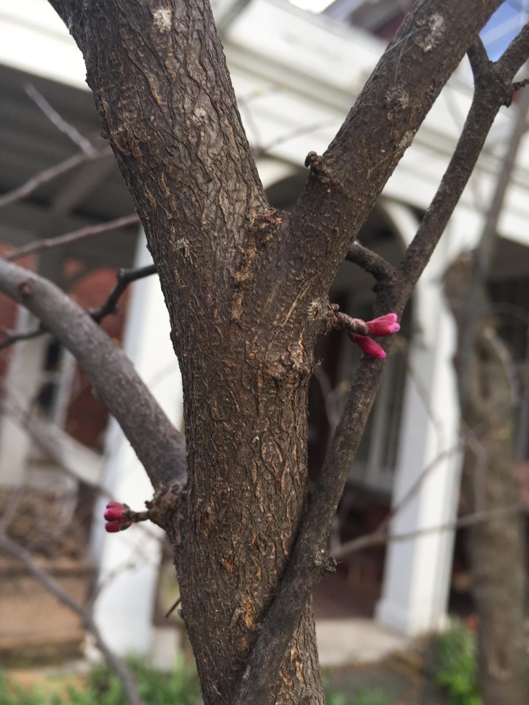 red bud budding