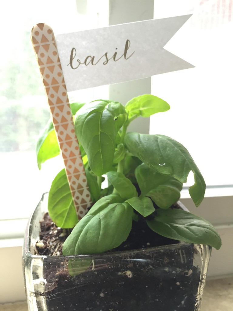 basil