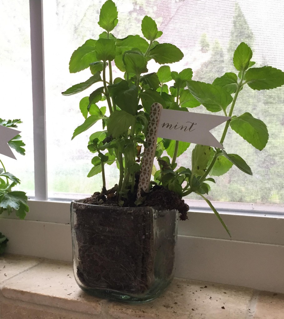 window herbs