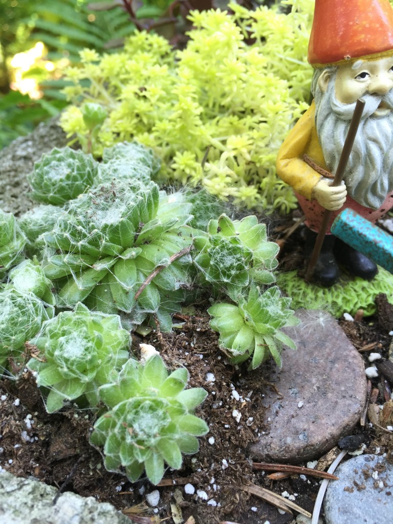 succulents