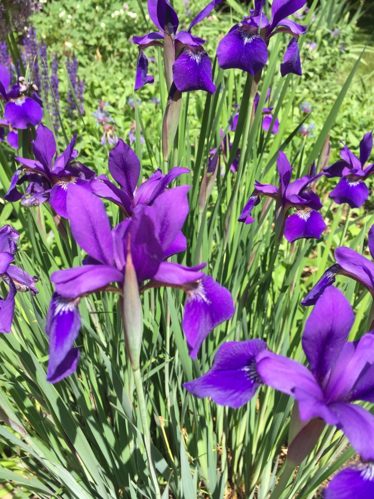 iris