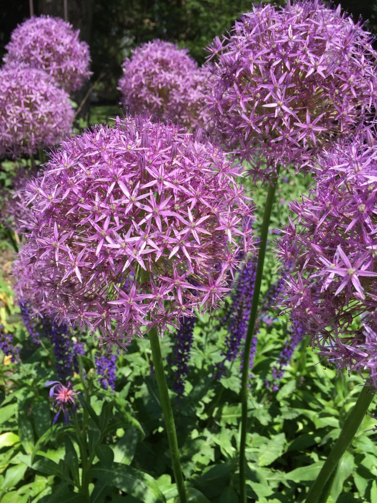 purple