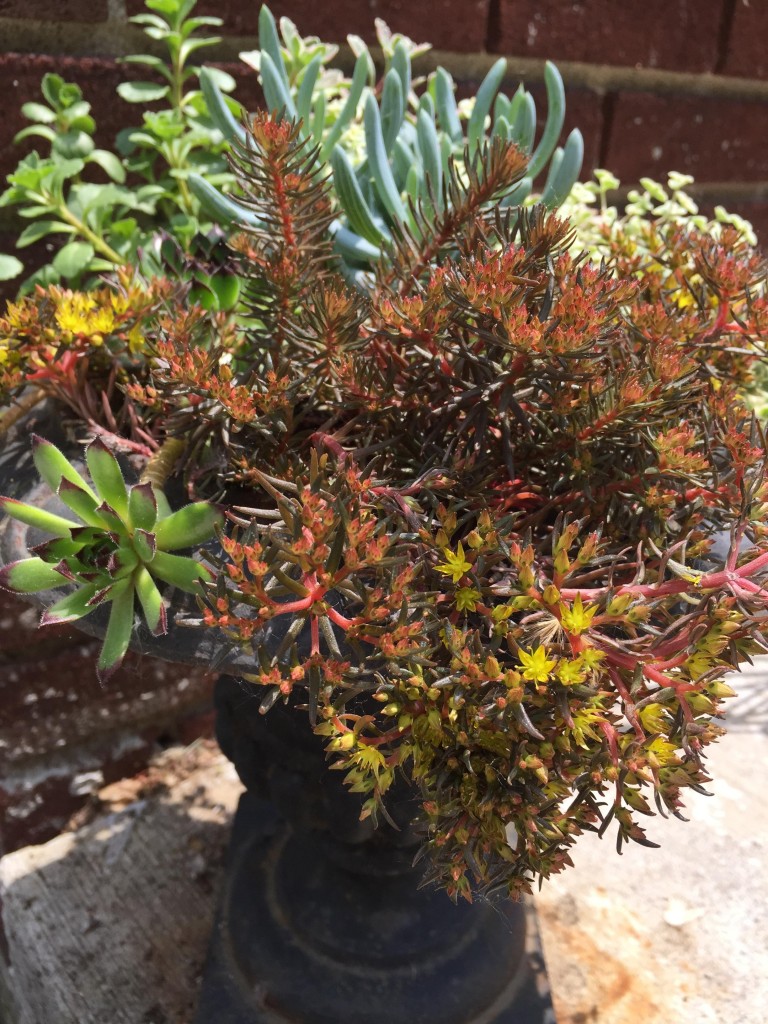 succulents