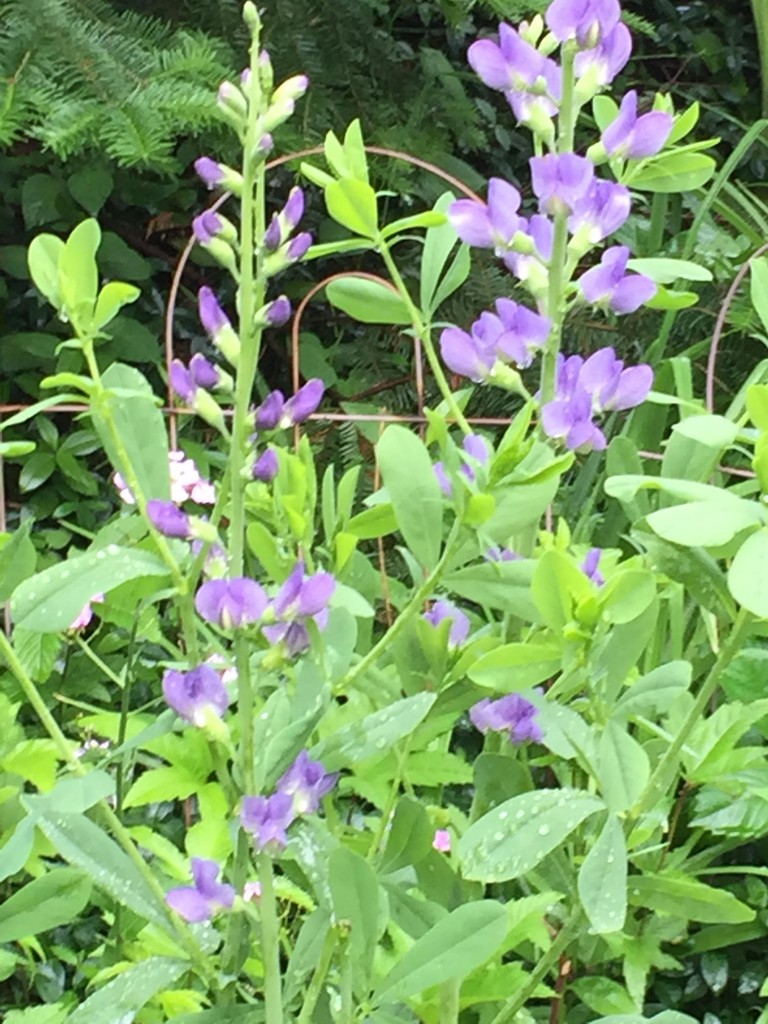 lavendar blooms
