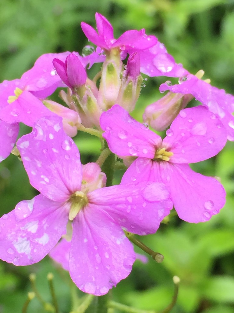 phlox