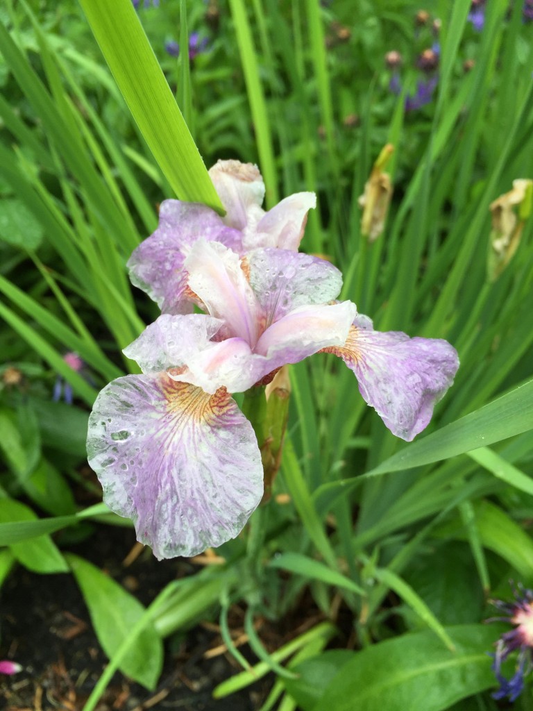 iris
