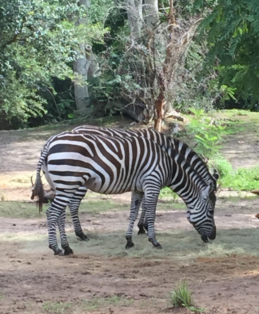 zebra