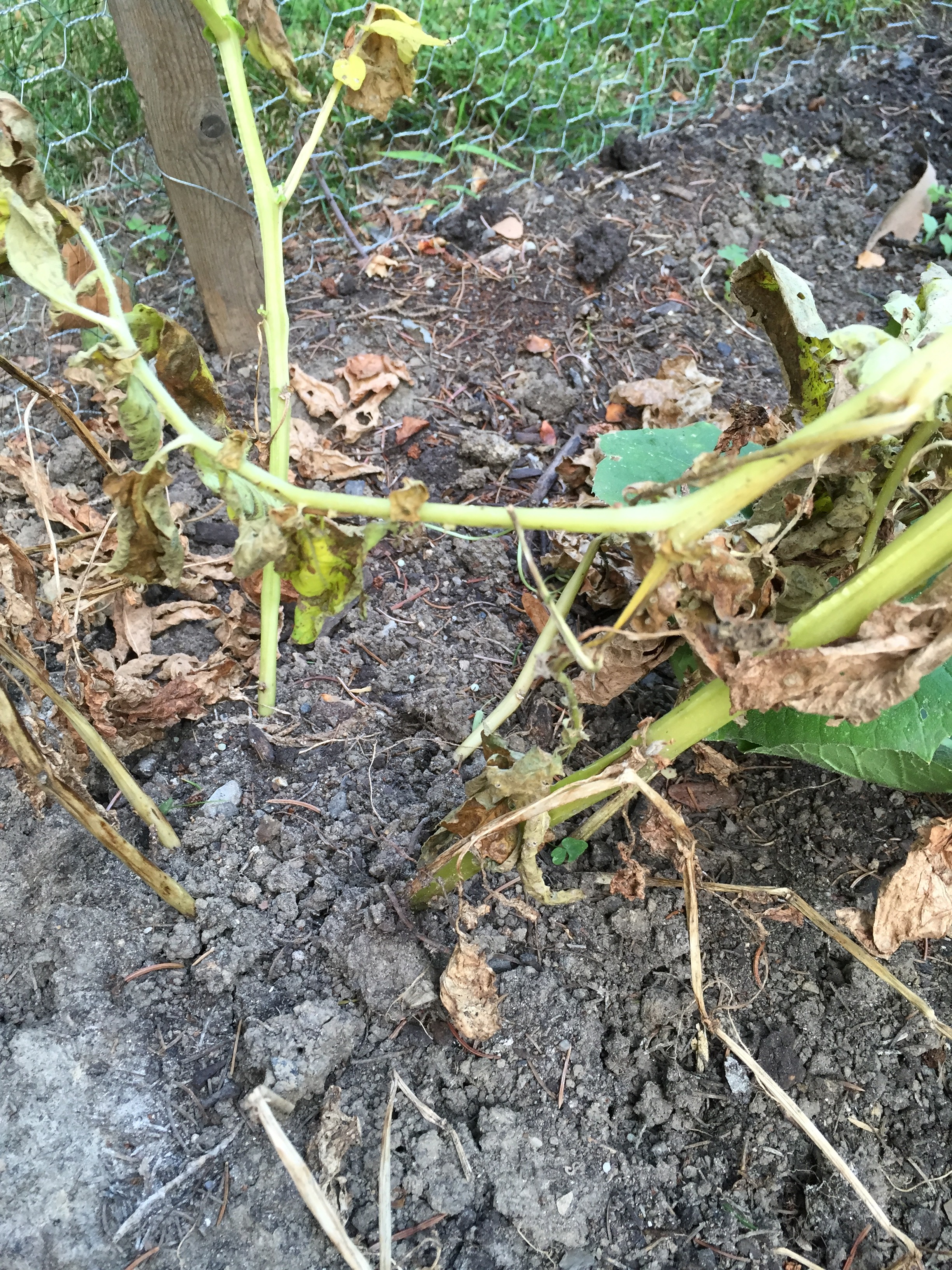 potato plant