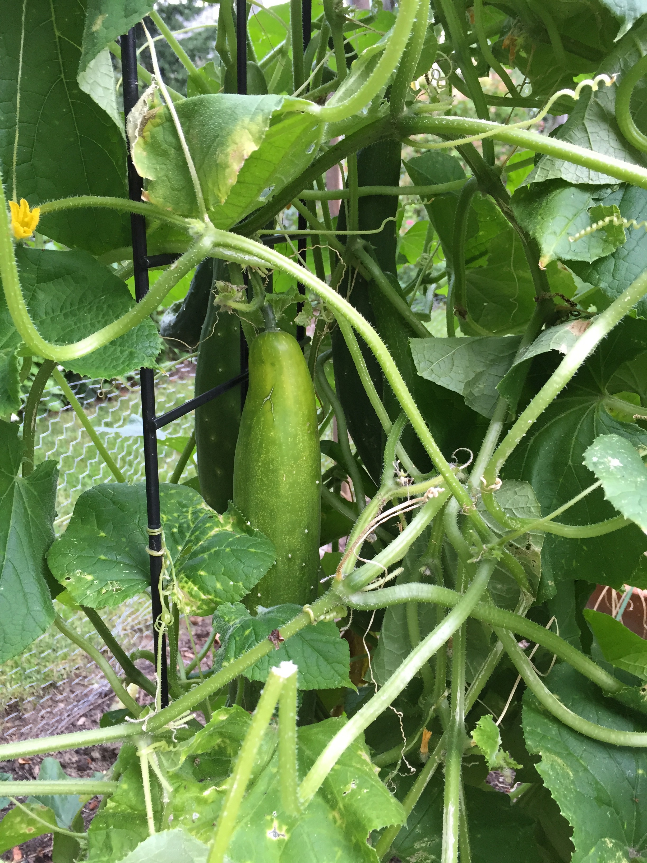 cucumbers