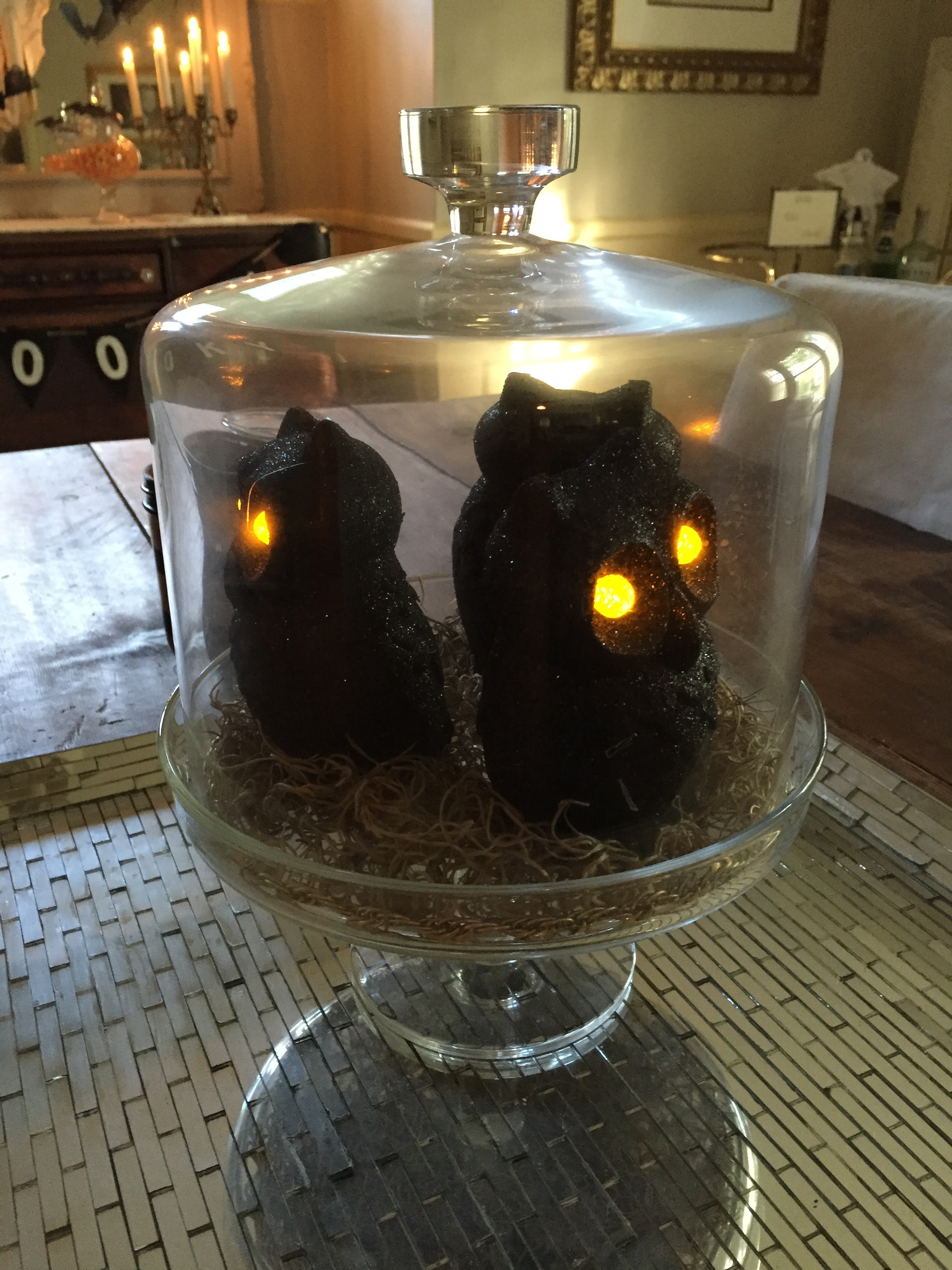 owls in cloche