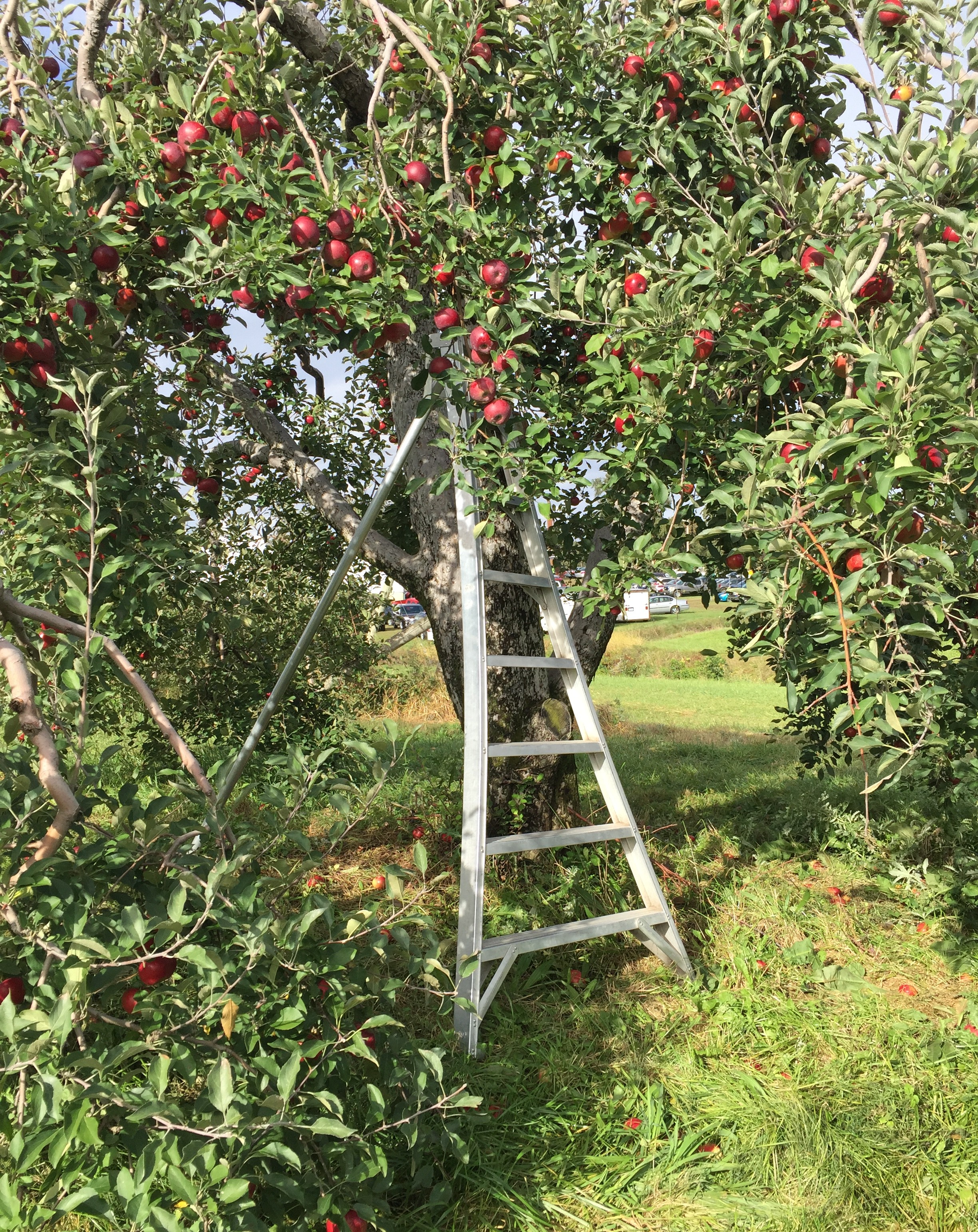 apple tree