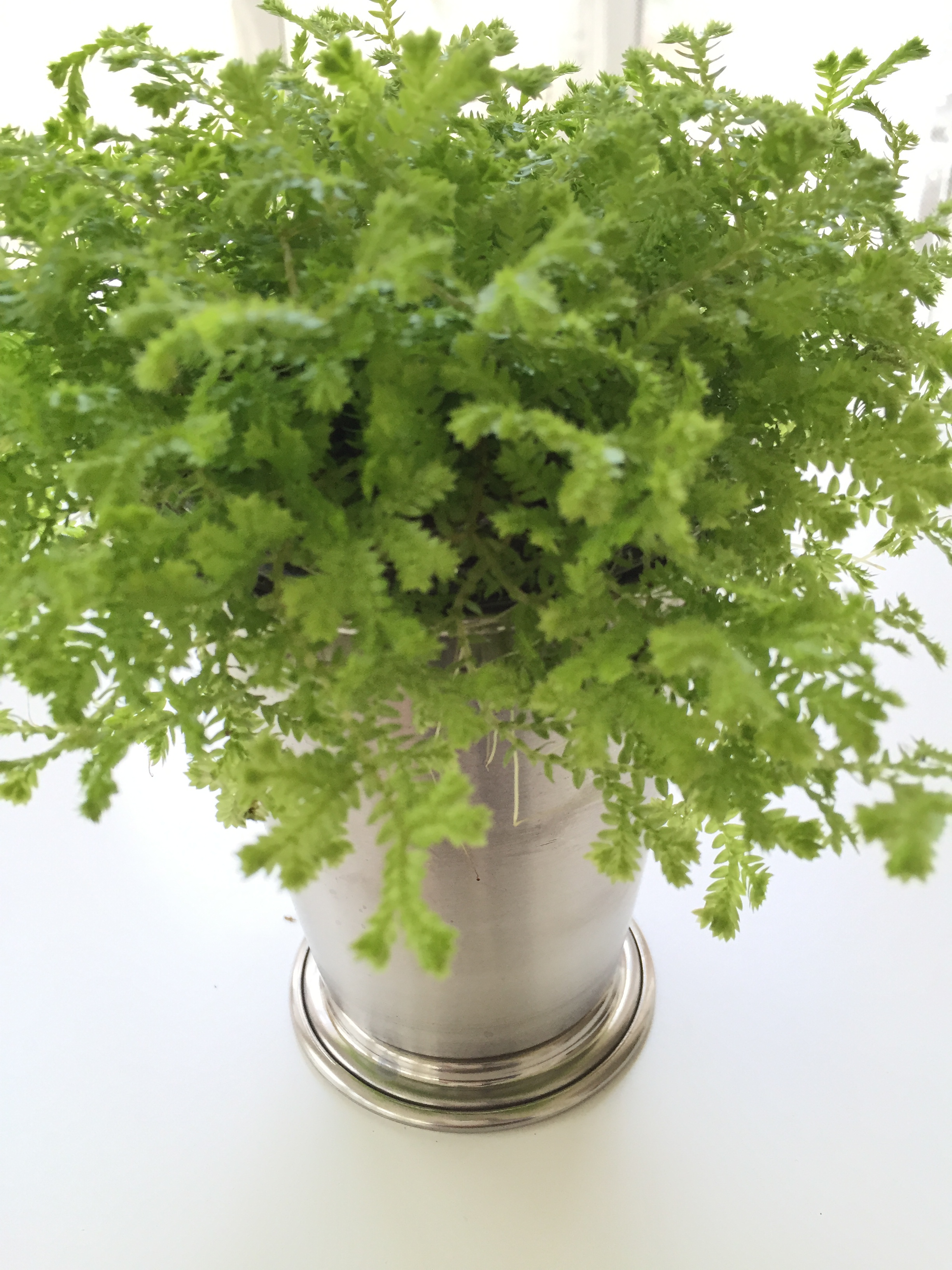 julep cup planter