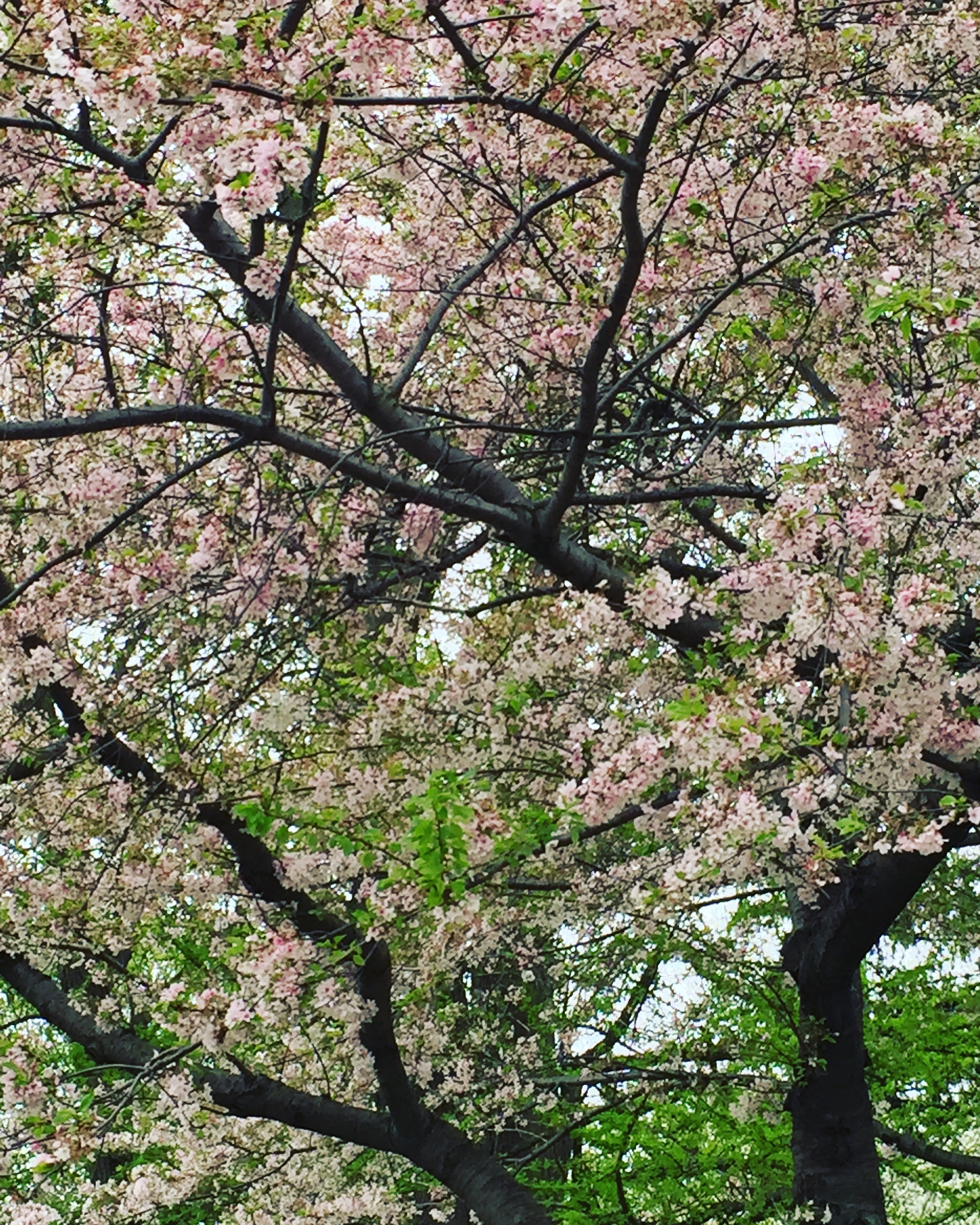 cherry blossoms