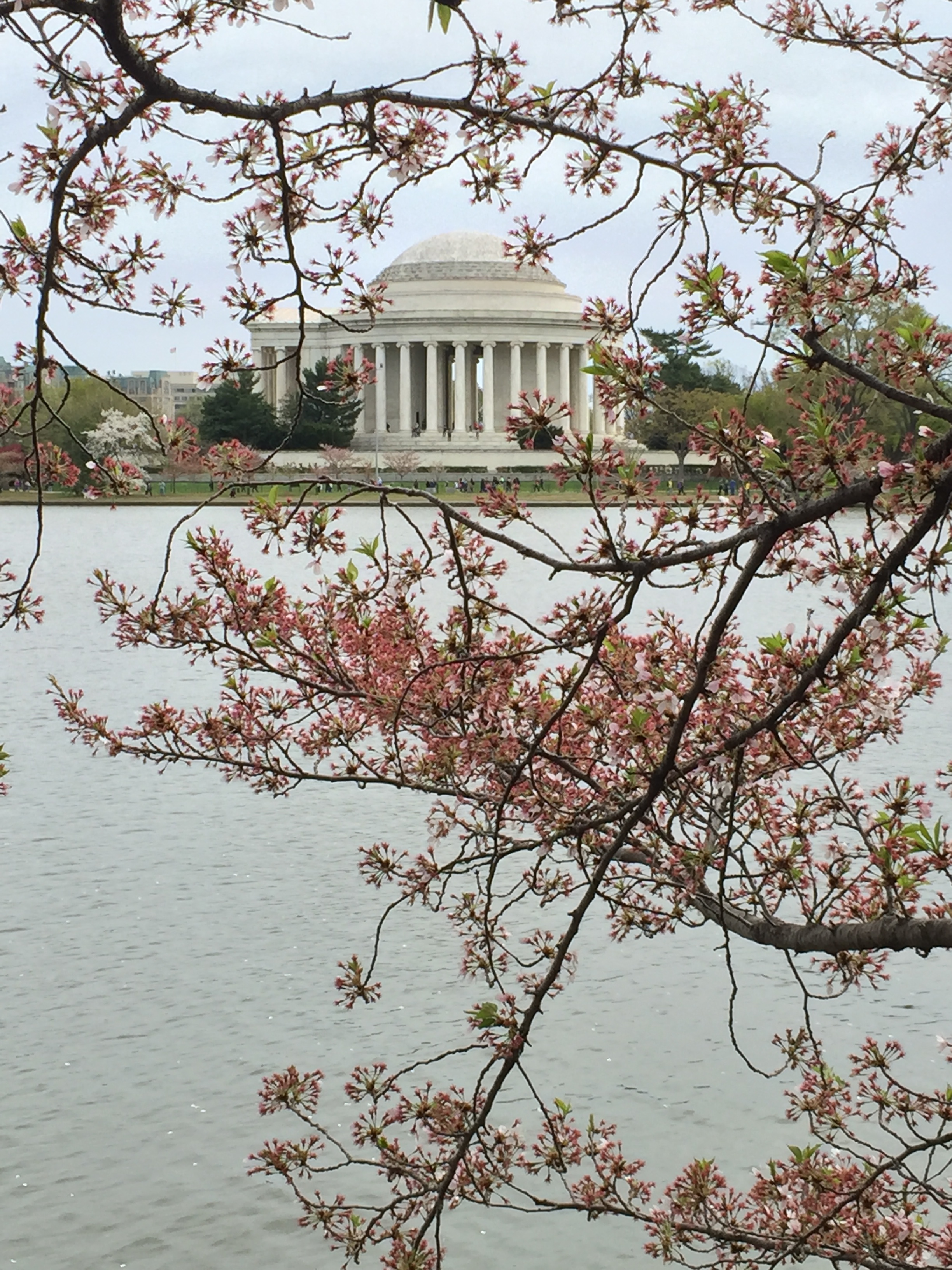 cherry blossoms