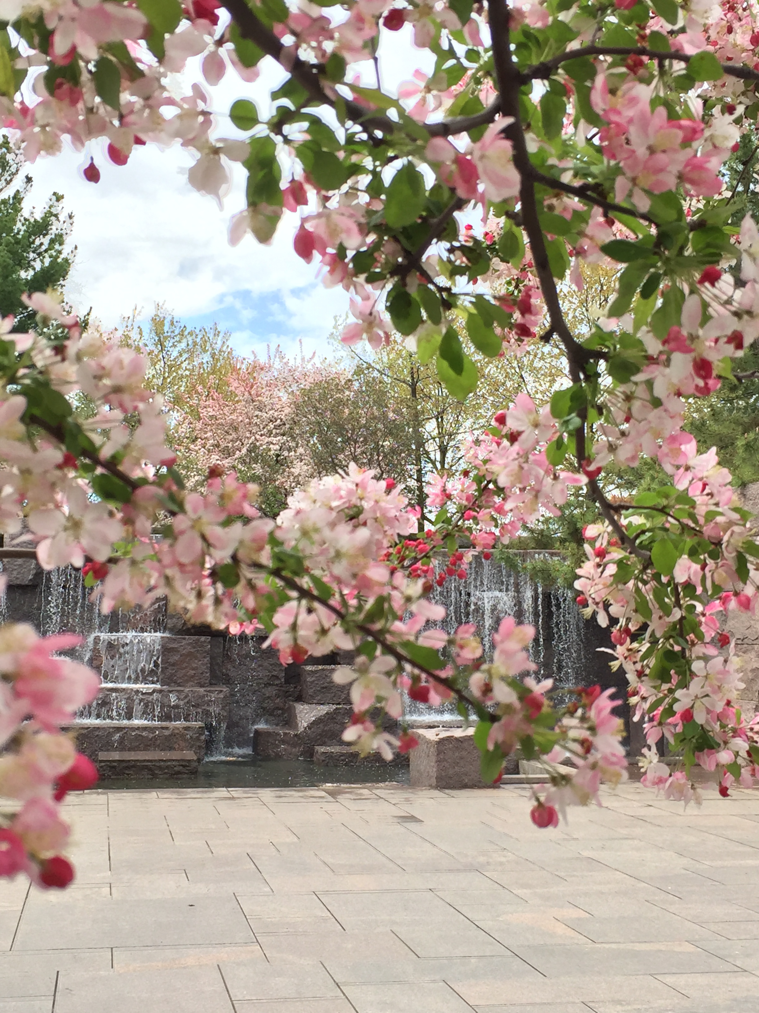 cherry blossoms