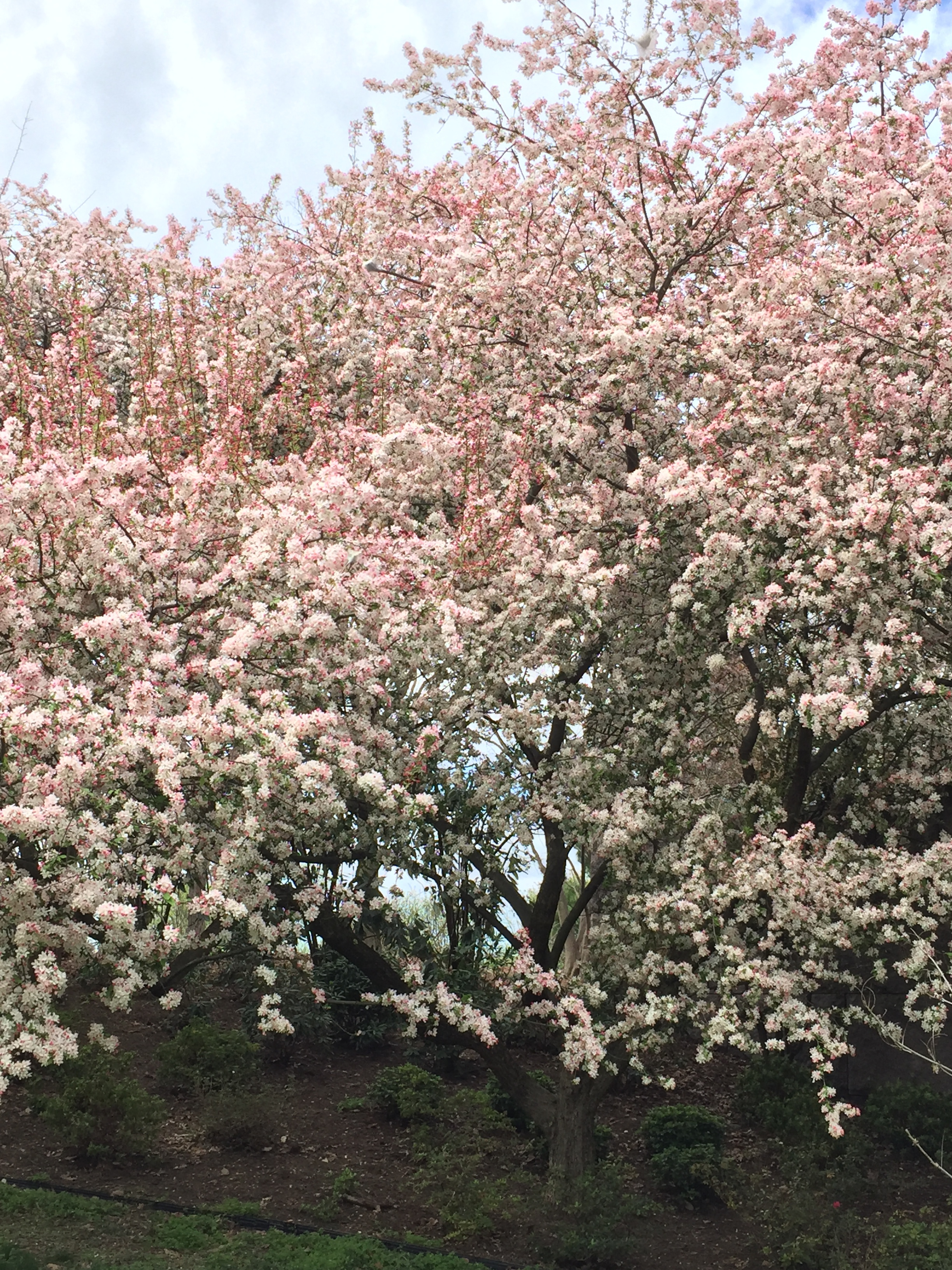 cherry blossoms