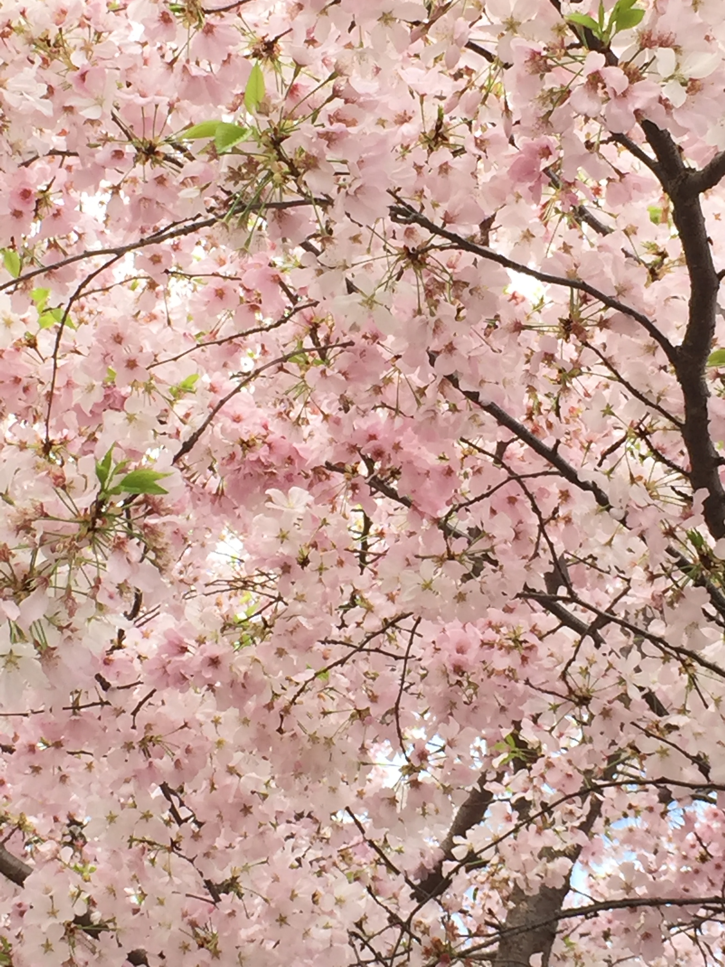 cherry blossoms