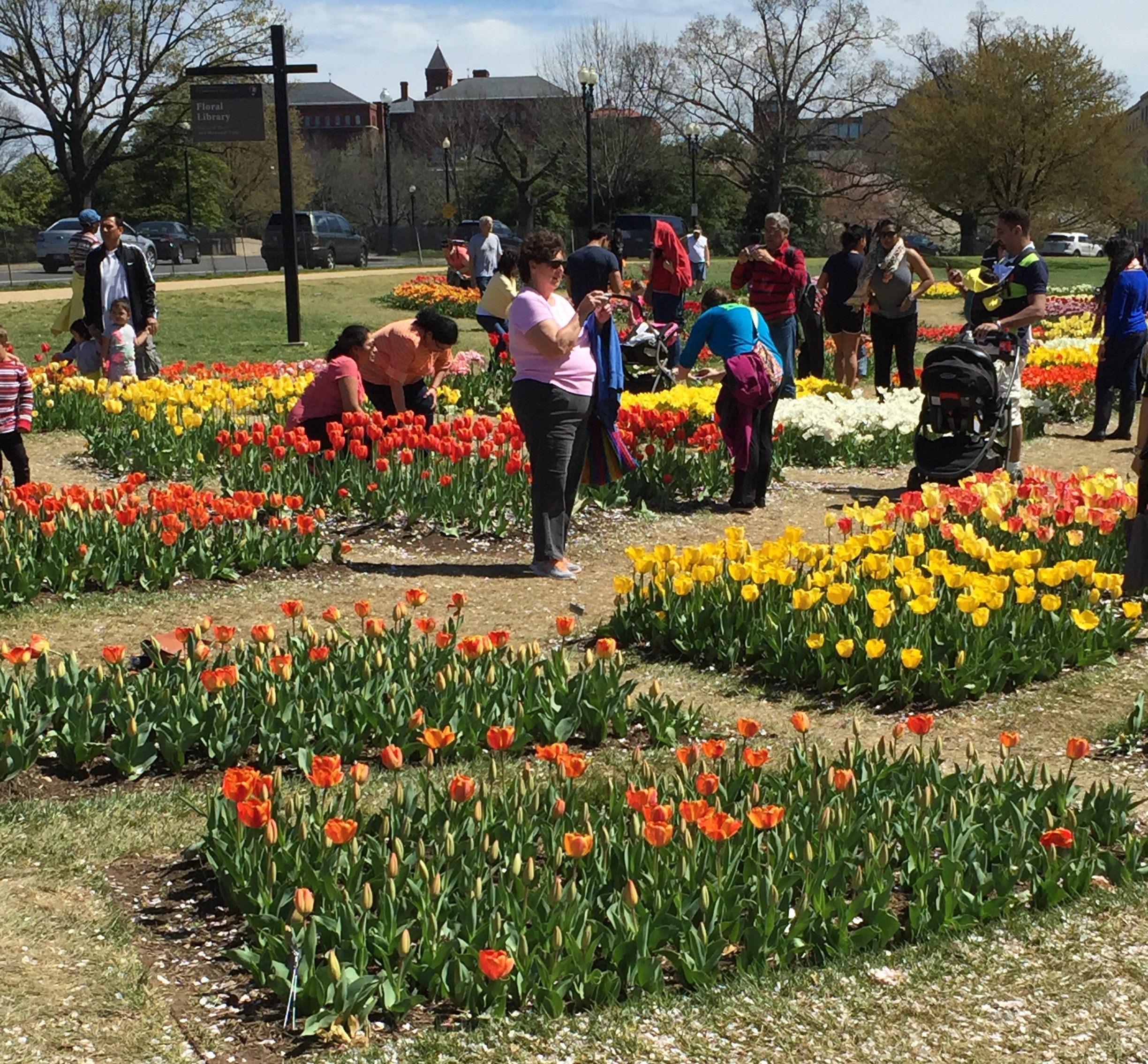 tulip garden