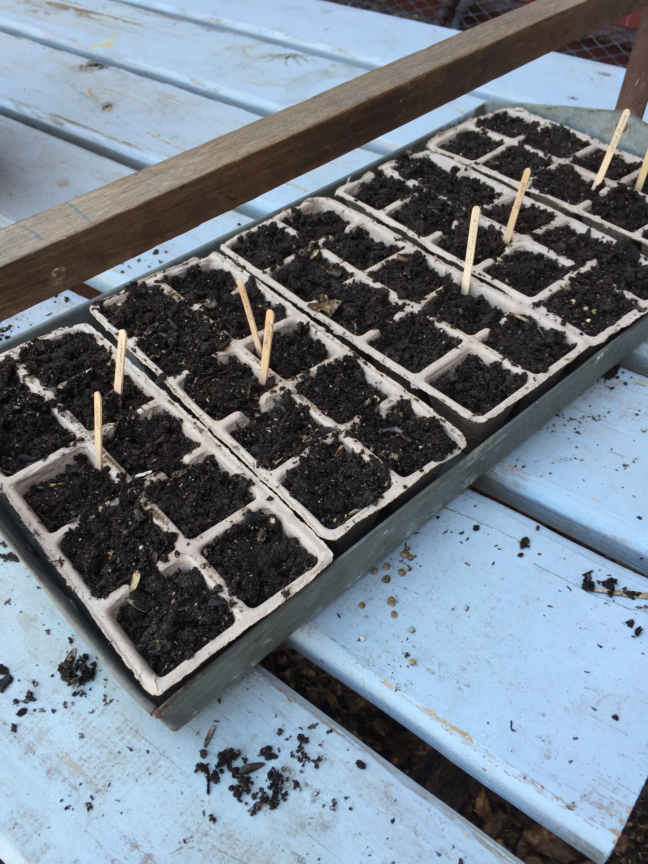 seed tray