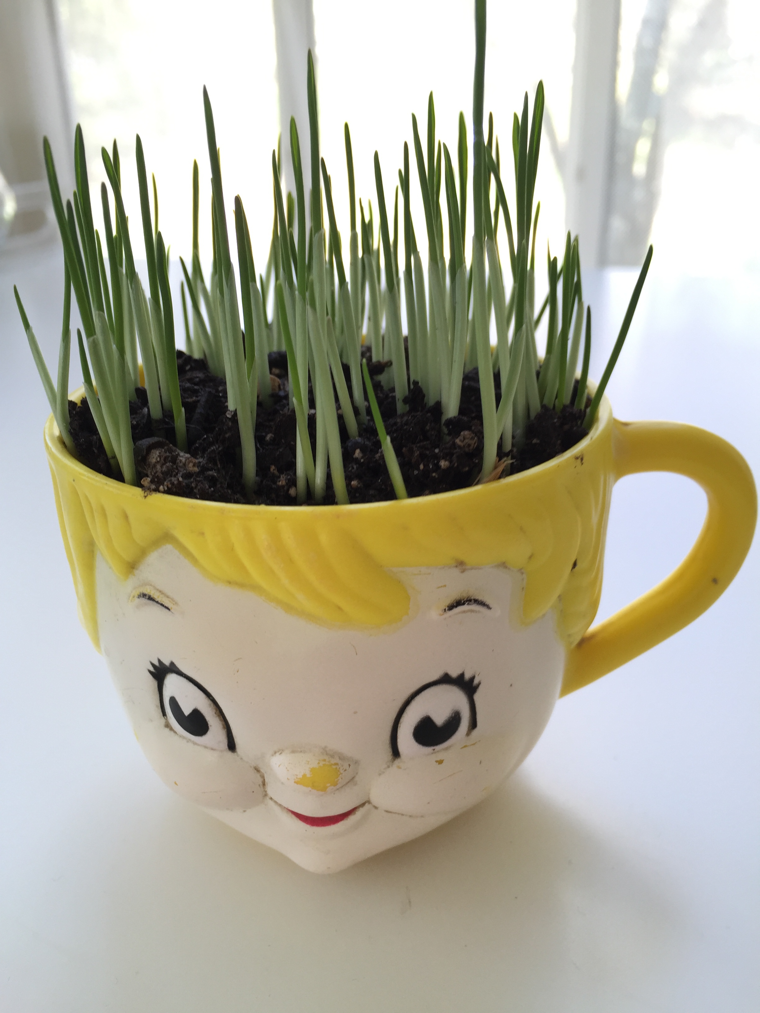 cup planter with cat grass