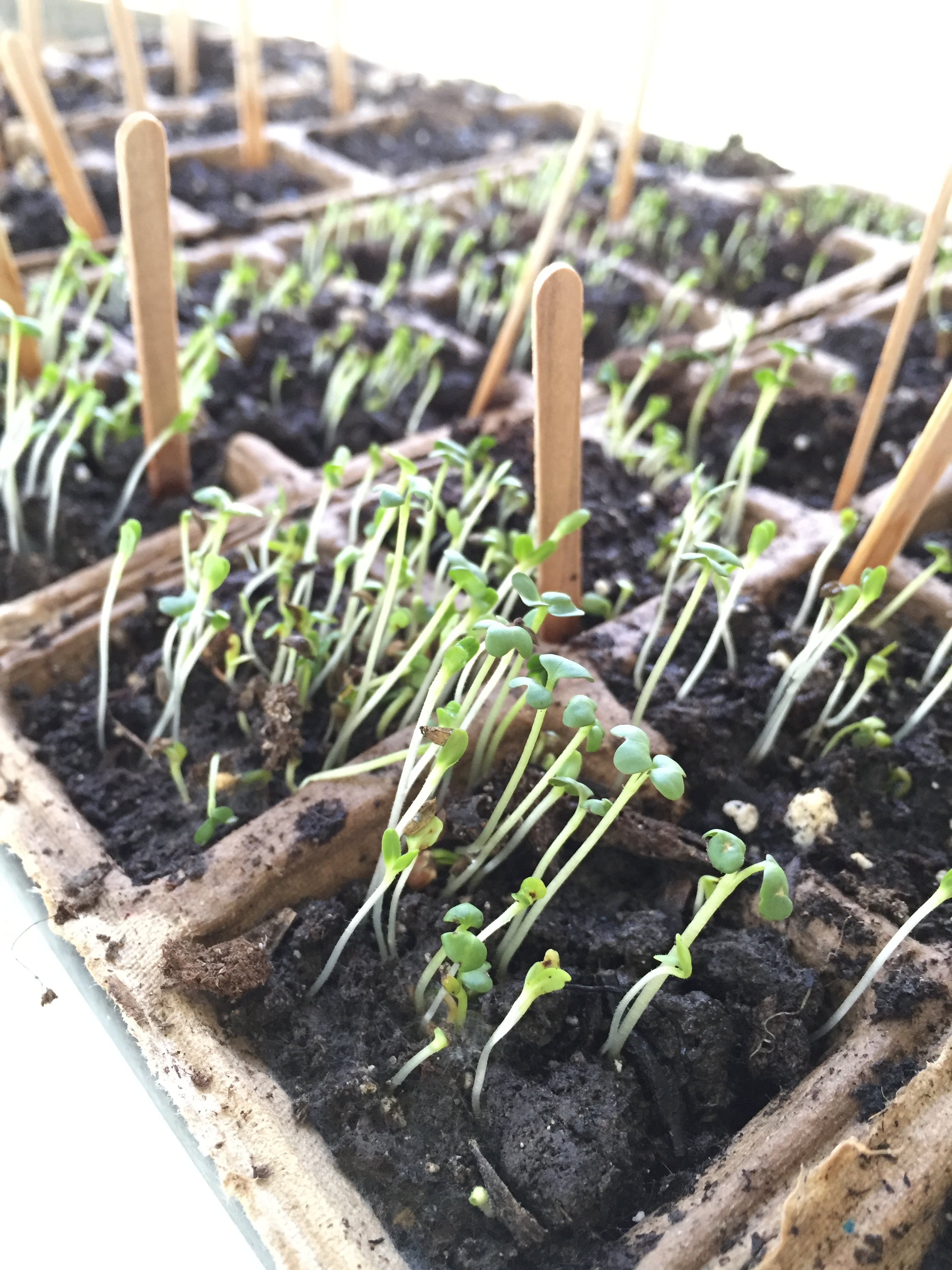 seed sprouts