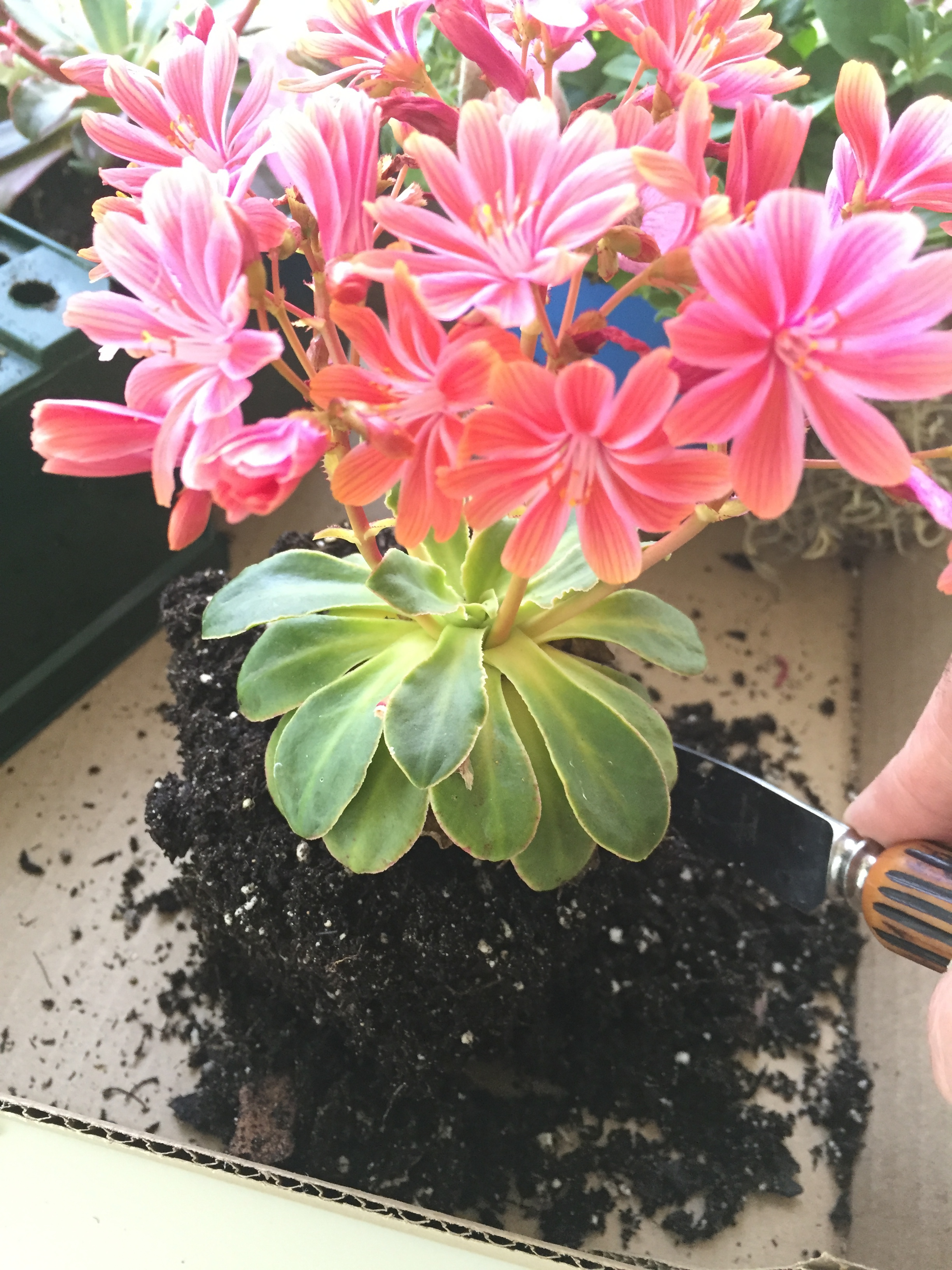 potting plants