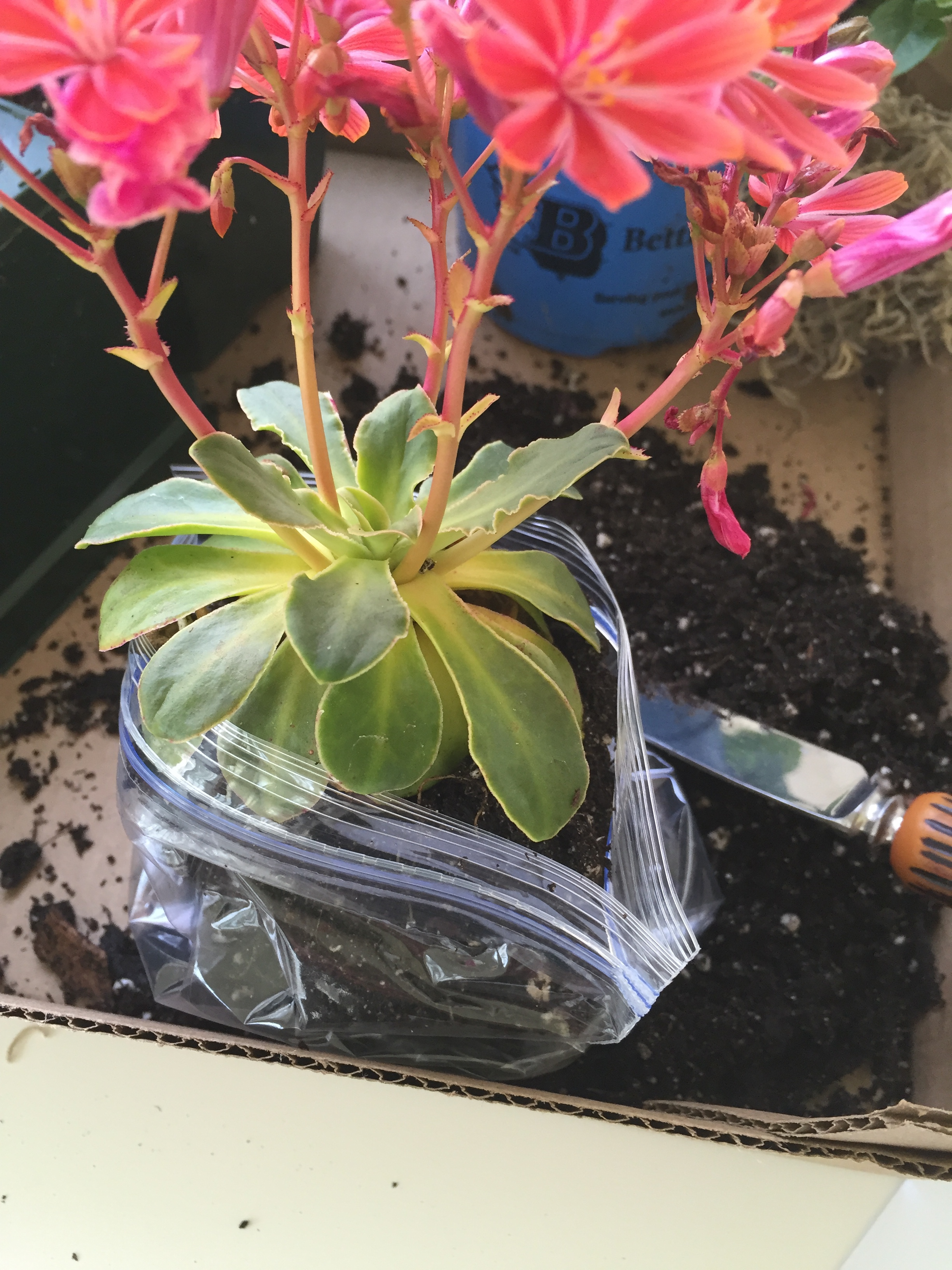 making May baskets